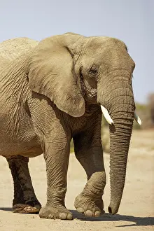 Ugab: African Elephant (Loxodonta africana). So-called desert elep