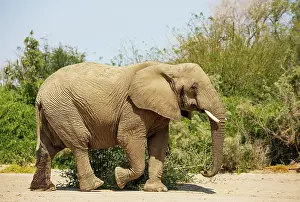 Ugab: African Elephant (Loxodonta africana). So-called desert elep