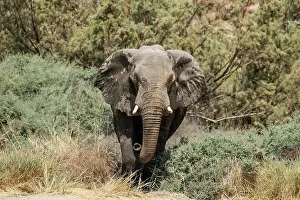 Ugab: African Elephant (Loxodonta africana). So-called desert elep