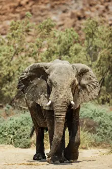 Ugab: African Elephant (Loxodonta africana). So-called desert elep