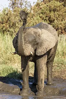 Ugab: African Elephant (Loxodonta africana). So-called desert elep