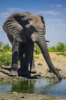 Thirst: African elephant (Loxodonta africana), male drinking