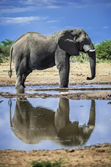 Thirst: African elephant (Loxodonta africana), male drinking