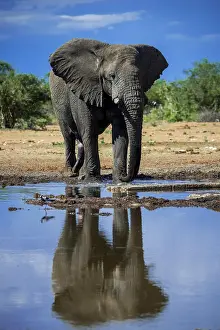 Thirst: African elephant (Loxodonta africana), male drinking