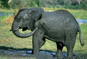 Okavango: African Elephant, (Loxodonta africana)
