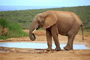Addo: African elephant (Loxodonta africana), adult, drinking