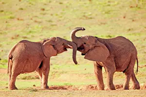 Addo: African elephant (Loxodonta africana), adult, playful
