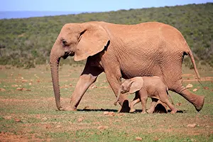 Step: African elephant (Loxodonta africana), adult, female