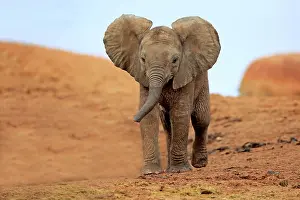 Addo: African elephant (Loxodonta africana), young animal