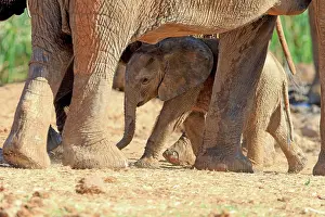 Addo: African elephant (Loxodonta africana), young animal