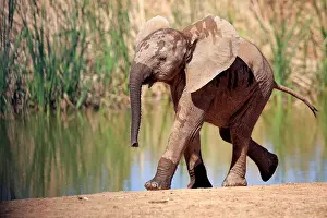 Addo: African elephant (Loxodonta africana), young animal