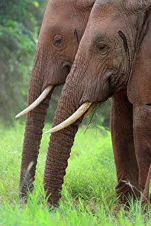 Trunked: African elephant (Loxodonta africana), pair, portrait