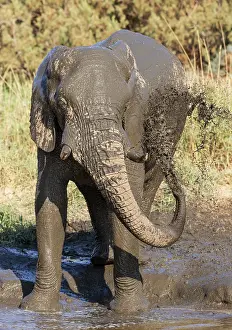 Ugab: African Elephant (Loxodonta africana). So-called desert elep