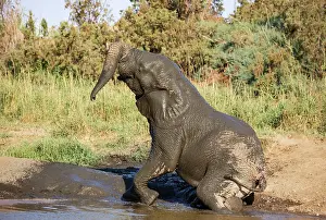 Raised: African Elephant (Loxodonta africana). So-called desert elep