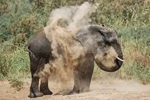 Raised: African Elephant (Loxodonta africana). So-called desert elep