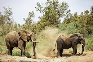Raising: African Elephant (Loxodonta africana). So-called desert elep