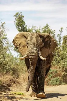 Ugab: African Elephant (Loxodonta africana). So-called desert elep