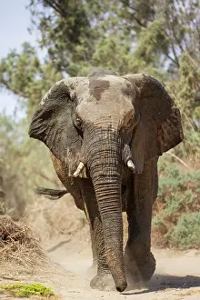 Ugab: African Elephant (Loxodonta africana). So-called desert elep