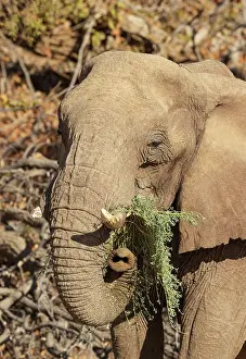 Conservancy: African Elephant (Loxodonta africana). So-called desert elep