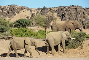 Conservancy: African Elephant (Loxodonta africana). So-called desert elep