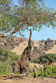 Raised: African Elephant (Loxodonta africana). So-called desert elep