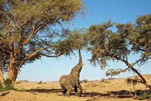 Raised: African Elephant (Loxodonta africana). So-called desert elep