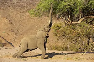 Raised: African Elephant (Loxodonta africana). So-called desert elep