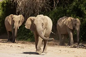 Hoanib: African Elephant (Loxodonta africana). So-called desert elep