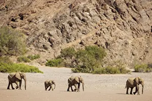 Hoanib: African Elephant (Loxodonta africana). So-called desert elep