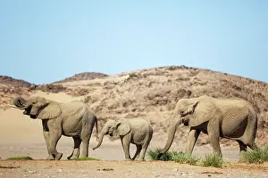 Thirsty: African Elephant (Loxodonta africana). So-called desert elep
