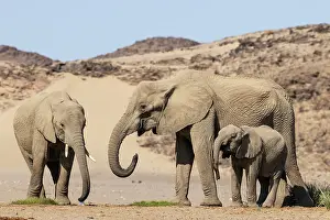Thirsty: African Elephant (Loxodonta africana). So-called desert elep