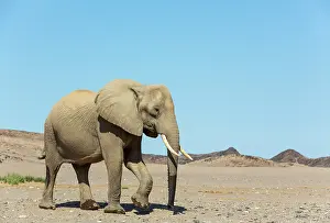 Hoanib: African Elephant (Loxodonta africana). So-called desert elep