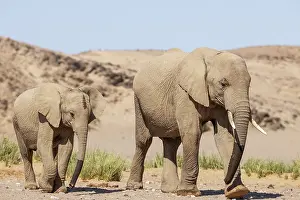 Hoanib: African Elephant (Loxodonta africana). So-called desert elep