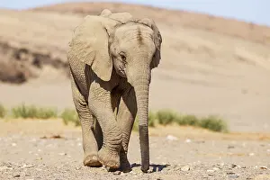 Hoanib: African Elephant (Loxodonta africana). So-called desert elep