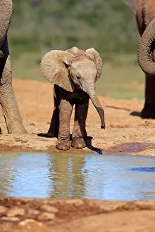 Trunked: African elephant (Loxodonta africana), young animal