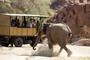 Raising: African Elephant (Loxodonta africana). So-called desert elep