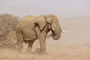 Conservancy: African Elephant (Loxodonta africana). So-called desert elep