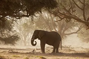 Conservancy: African Elephant (Loxodonta africana). So-called desert elep