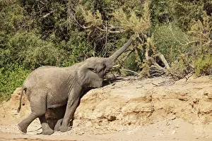 Raised: African Elephant (Loxodonta africana). So-called desert elep