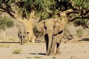 Conservancy: African Elephant (Loxodonta africana). So-called desert elep