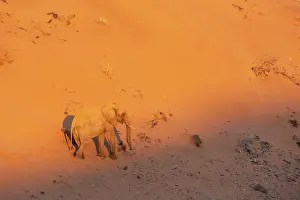 Conservancy: African Elephant (Loxodonta africana). So-called desert elep