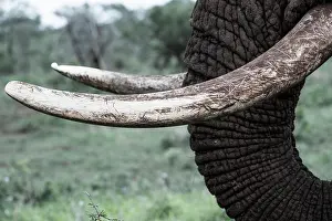Nosed: African elephant (Loxodonta africana), tusk, Zimanga