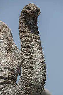 Nosed: African elephant (Loxodonta africana), trunk, Etosha