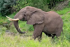 Nosed: African elephant (Loxodonta africana), adult, male, f