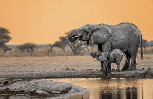 Many Animals: African elephant (Loxodonta africana), mother with young