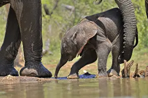 Parent: African elephant (Loxodonta africana), young animal, with