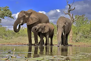 Parent: African elephant (Loxodonta africana), adult, female