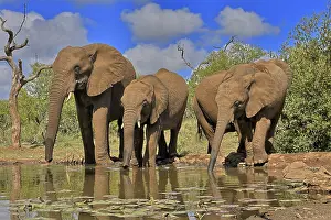 Wildlife Refuges: African elephant (Loxodonta africana), adult, juvenile
