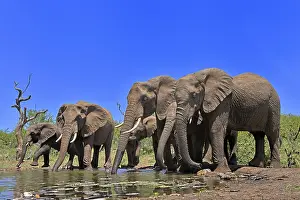 Plenty: African elephant (Loxodonta africana), adult, juvenile