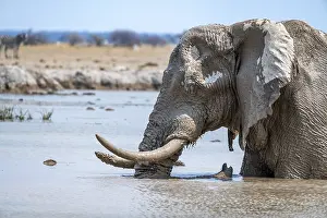 Watering: African elephant (Loxodonta africana)